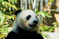 Portrait of Cute Giant Panda Royalty Free Stock Photo